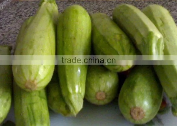 Zucchini photo-2