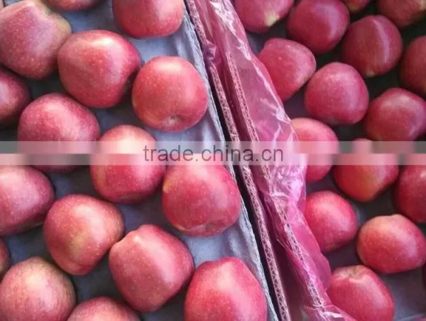 Supply Fresh Apple Qinguan Apple for Hot Selling photo-2