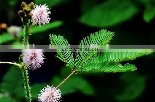 GMP Natural High Quality Mimosa Hostilis Root Bark Extract Powder photo-2