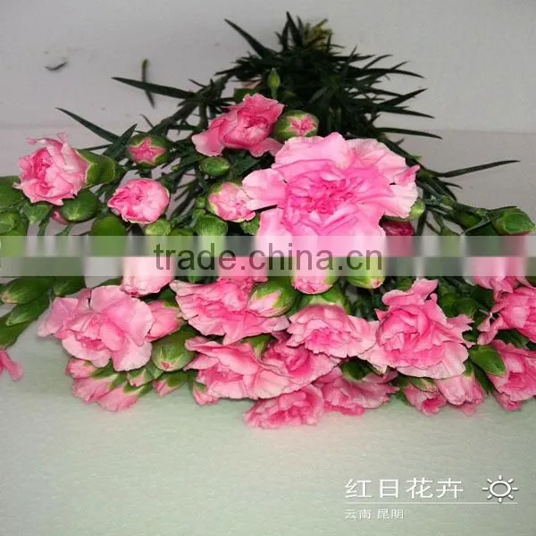 Pictures Fresh Cut Spray Carnation Flowers From Kunming Flower Planting Base photo-2