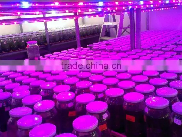 Best Seller 20w Led Grow Tube Growing Led Light Use in Amsterdam photo-4