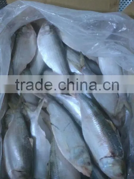 HILSA/ HILSHA/ DOTTED GIZZARD SHAD/ SARDINE photo-6