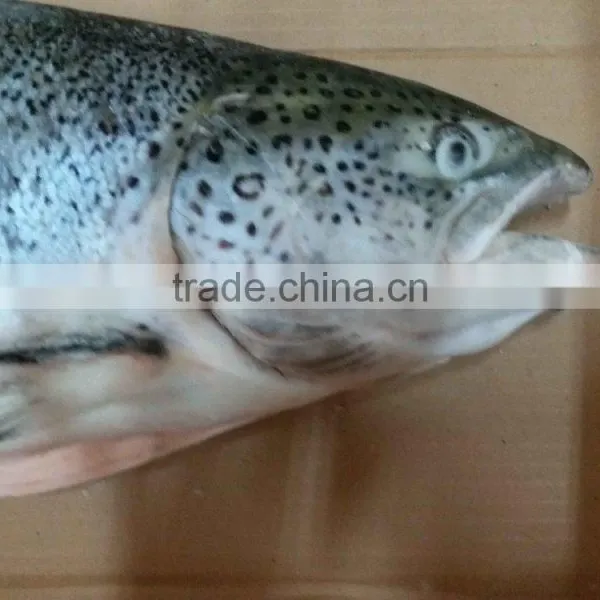 Atlantic Salmon photo-3