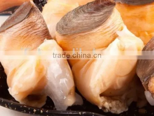 Conch Meat photo-4