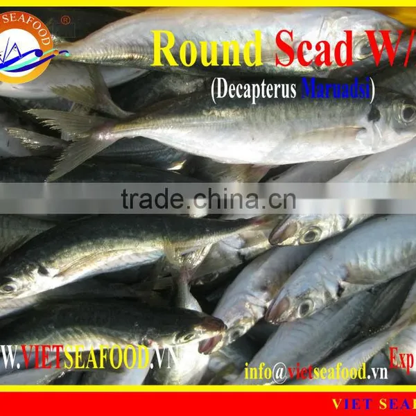 FROZEN ROUND SCAD WHOLE ROUND photo-5