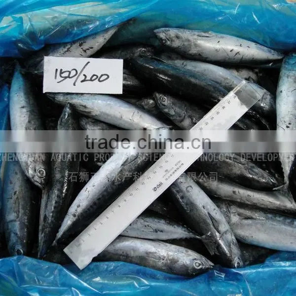Wholesale Light Catching Sea Frozen Skipjack for Market photo-2
