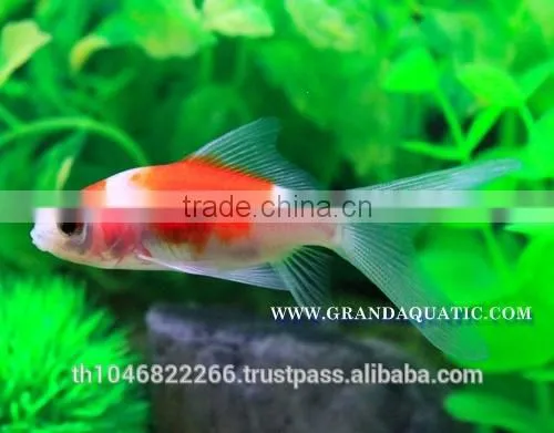Comet Fish Farm For Sale and Export photo-4