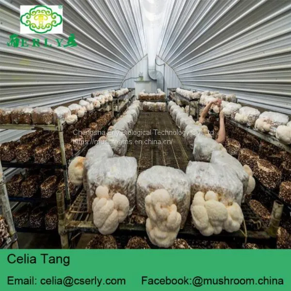Mushroom Professional Manufacturer Supply Lions Mane Mushroom