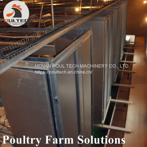 H Type Layer Chicken Chicken Cage With Full Automatic Equipment for 50000 Birds photo-3