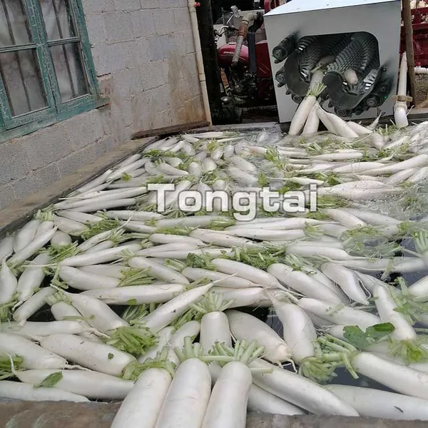 China Made Automatic Radish Washing Machine photo-4