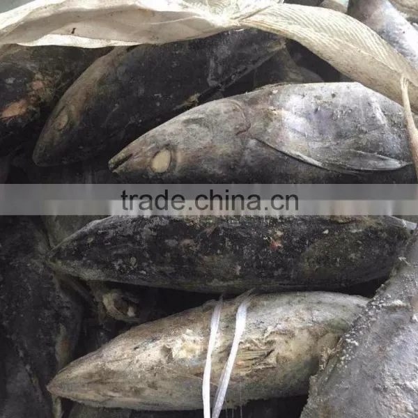 Frozen Yellowfin Tuna photo-4