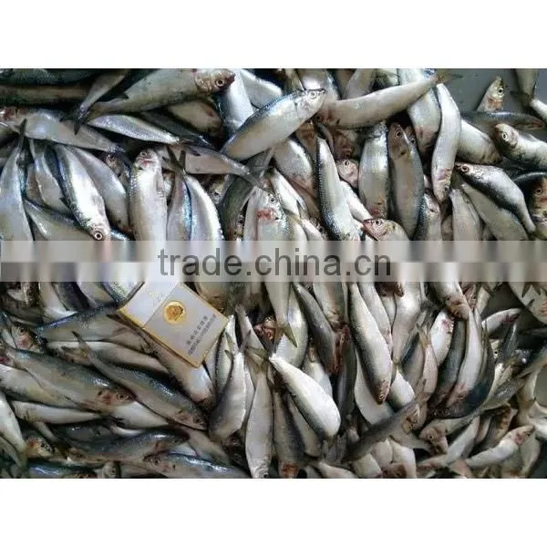 Frozen Fresh Sardine photo-6