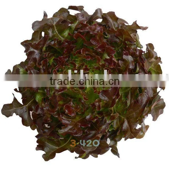 Lettuce - Red Oak