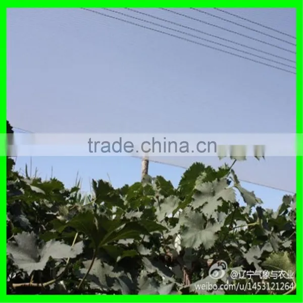 Anti Hail Net,hail Protection Net for Fruit Plantations Apple Tree photo-5