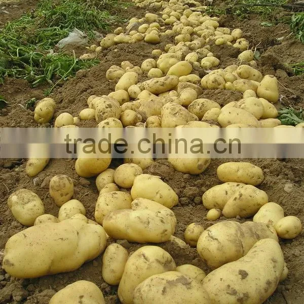 Fresh Potato From Chinese Holland Potato Farms photo-2