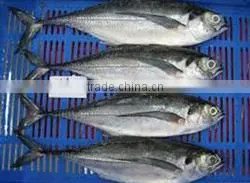 Frozen Horse Mackerel Whole Round 20cm+Trachurus Japonicus Frozen Horse Mackerel