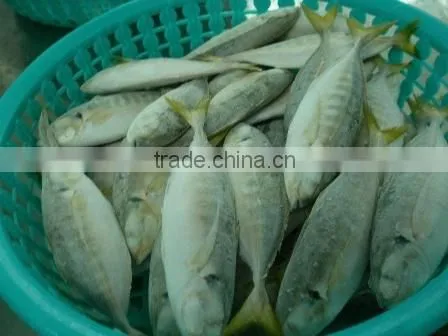 Frozen Yellowtail Scad Whole Round photo-2