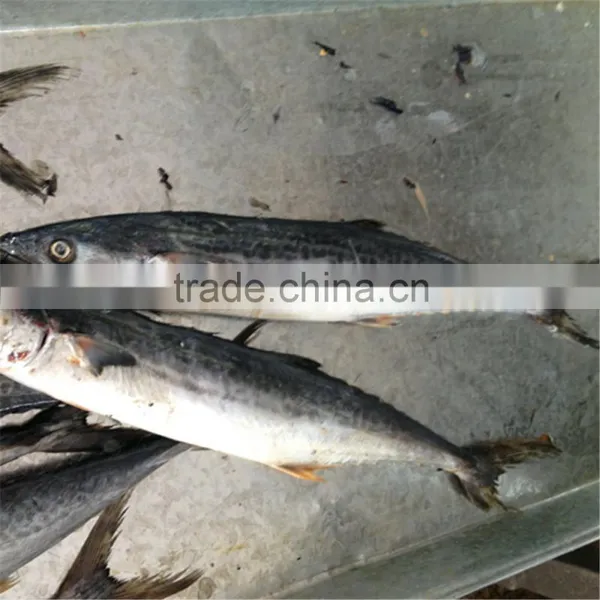 Deep Frozen Spanish Mackerel for Sale