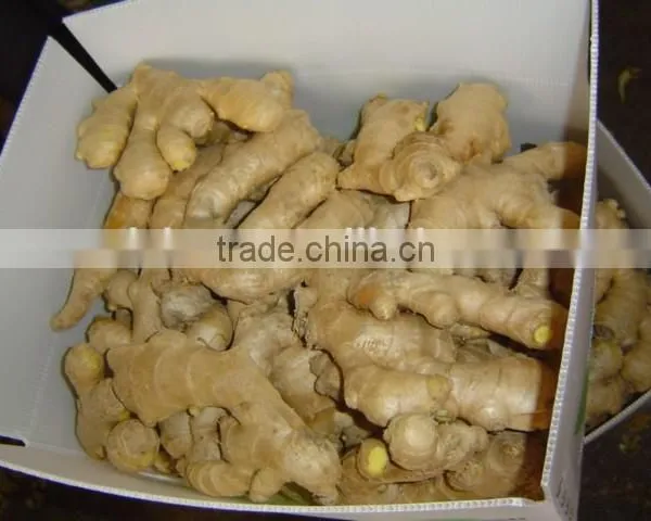 Fresh Air Dry Ginger photo-4
