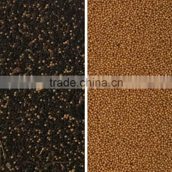 Seed Selecting Machine With CE Certification photo-2