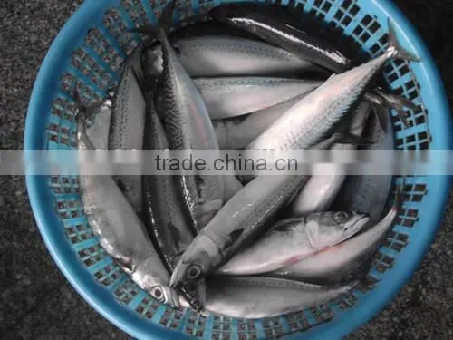 China-made Frozen Pacific Mackerel Fresh Hot Sale Fish photo-3