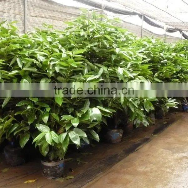 Cinnamomum Cassia Ornamental Plants photo-3