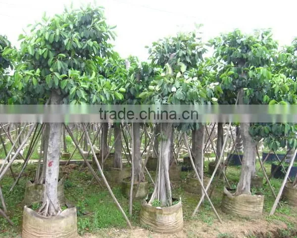 Ficus Benghalensis photo-3