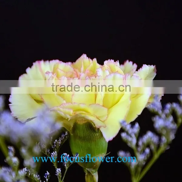 High Quality Fresh Cut Carnations Flower Rela Carnation Holiday Appliances photo-3