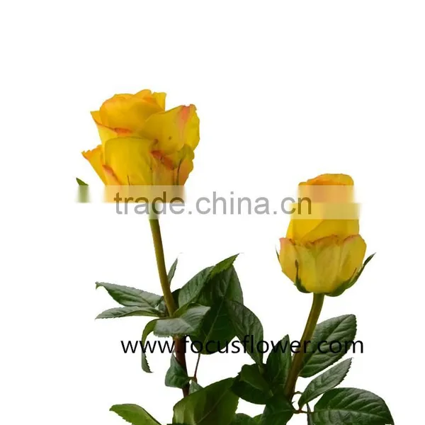 Promotional Ecuador Rose Yunnan Fresh Cut Roses Flowers Black Rose Bushes for Sale photo-3