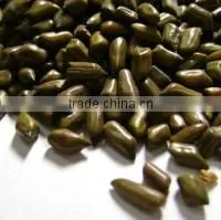 High Quality Cassia Tora Seed photo-2