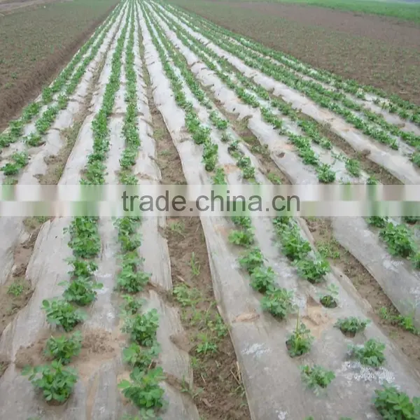 UV Treated 5 Layer PE Plastic Poly Film for Agriculture Greenhouse Covering photo-4
