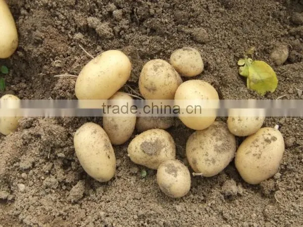 2015 Potato With Good Price photo-2