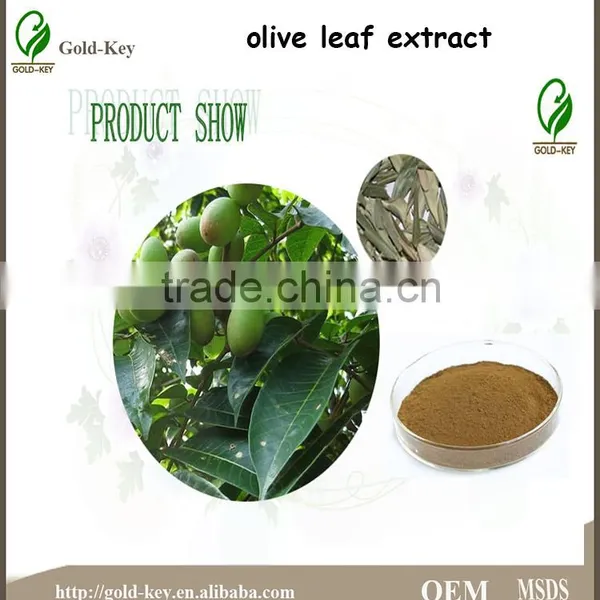 Hot Selling Olive Leaf Extract in Herbal Extract photo-2