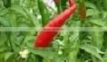 Organic Fresh Bird Chilli Red & Green photo-2