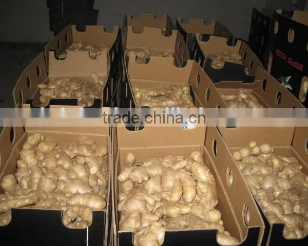 Ginger photo-4