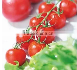 800g Canned Tomato Paste,made in China photo-5