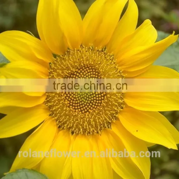 Fashion Hot Sale Beautiful Flower Sunflower For Gift photo-4