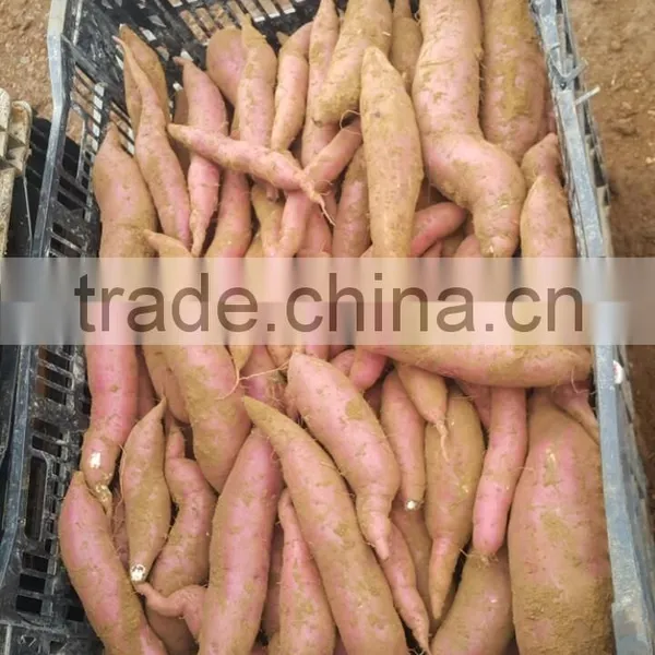 Sweet Japanese Potato photo-3