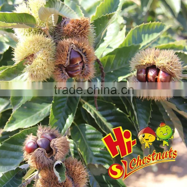 Medium Size Fresh Chinese Organic Chestnut photo-3