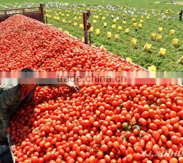 Fresh Tomato Ketchup in Bottle photo-6