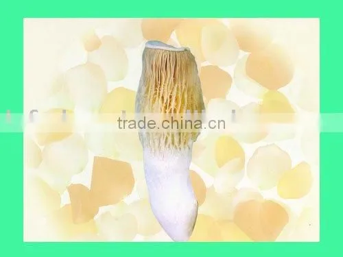 Bailing Mushroom