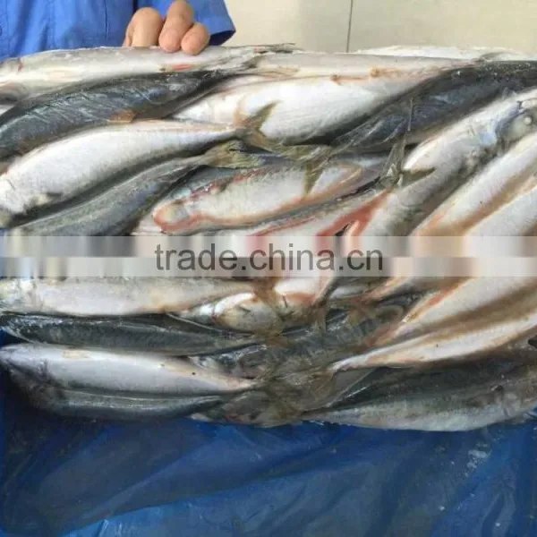Landfrozen Mackerel 200-300g photo-5
