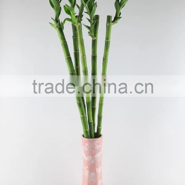 Lotus Bamboo Indoor Plant 40cm photo-2