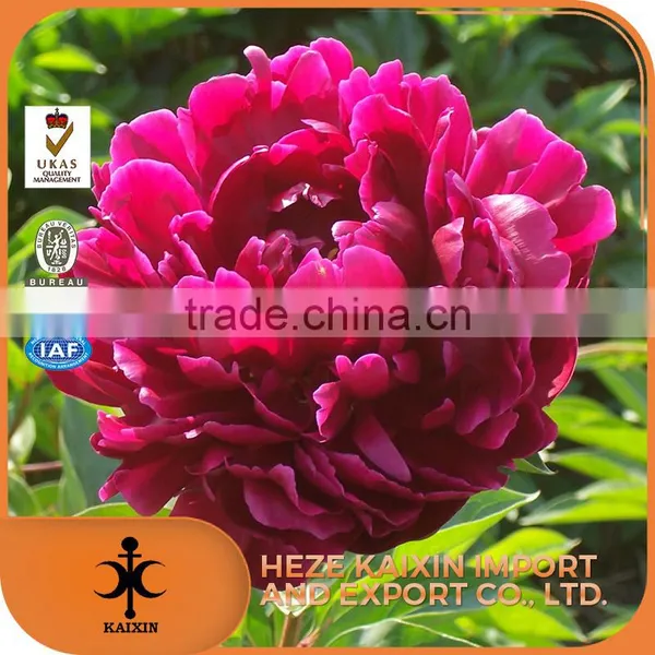 Hot Sale Paeoniflorin Tree Peony Root Bark photo-6
