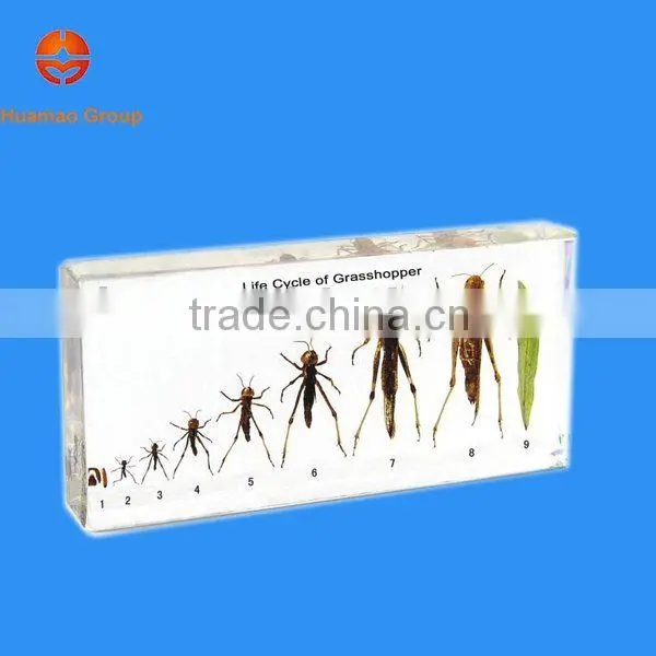 Grasshopper Specimen photo-2