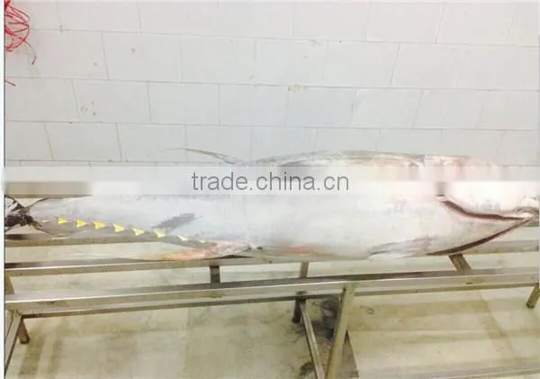 Frozen Yellowfin Tuna photo-2