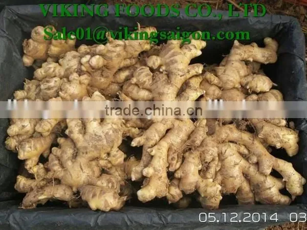 FRESH GINGER _ HIGH QUALITY photo-2