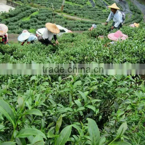 Green Tea Drinks Lower Blood Pressure photo-3