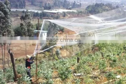 Plastic BOP Netting as Fruit Cage/Anti Bird Net/Plant Protection Net photo-4