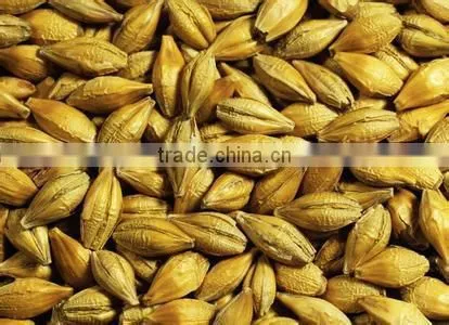 Australian Malt Barley for Beer